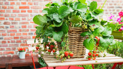 Strawberry Runners Swat Variety Premium Sweet Strawberry Plants