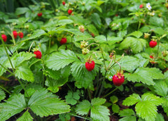 Strawberry Runners Deer Variety Sweet Fruiting Plants
