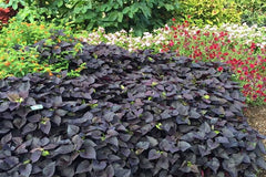 Sweet Potato Vine (Small Plant) Vibrant Foliage for Home & Garden