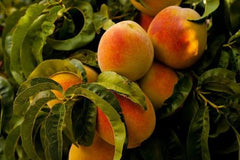 Nectarine / Peach Plant Sweet, Juicy Home-Grown Fruit Tree