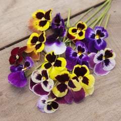 Pansy Swiss Giants Mix Large Blooms, Premium Winter Flower Seeds