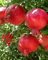 Tarnab Anar (Pomegranate) Plant Grafted, 2 Years Old, Premium Fruit Variety