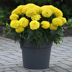 F1 African Marigold Yellow Seeds in Pakistan Hybrid Winter Flower Seeds for Gardens