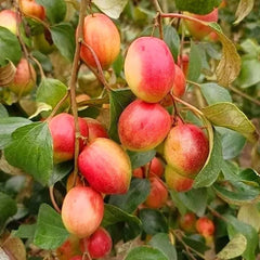 Thai Red Apple Bair Plant Premium Sweet Jujube Variety for Pakistani Climate