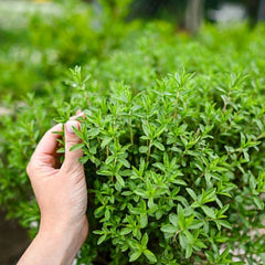 Thyme Herb Seeds / Grow Aromatic & Medicinal Herb