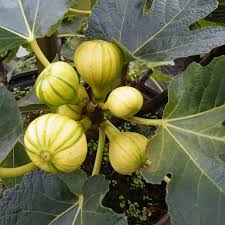 Tiger Fig Grafted Plant (2 Years, 45 ft) Rare Striped Figs in Pakistan