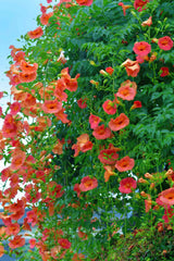 Train Vine Plant Fast-Growing Decorative Climber for Home & Garden