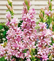 Tuberose Pink Sapphire Exotic Pink Blooms with Fragrance