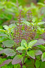 Tulsi Plant Holy Basil for Health, Fragrance & Spiritual Peace