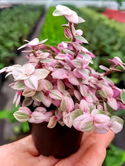 Turtle Vine Pink Stunning Ornamental Hanging Plant