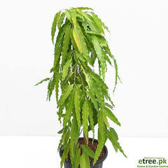 Ulta Ashok Plant Elegant, Fast-Growing Ornamental Tree for Home Gardens