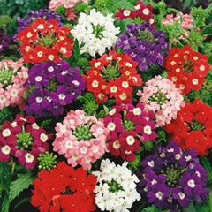 Verbena Hybrida Mix Seeds in Pakistan Long-Lasting Multi-Color Flowering Plants