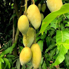 White Chonsa Mango Plant 1.5 Years Old