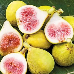 White Fig (Anjeer) Plant 2 Years Old Grafted Early Fruiting Variety Pakistan
