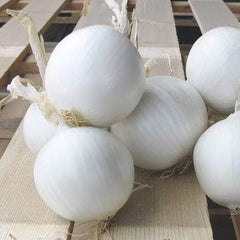 Hybrid White Onion Seeds Strong Growth & High Yield