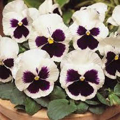Pansy F1 White Blotch Premium Hybrid Winter Flower Seeds