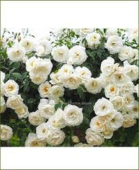 White Rose Vine Fragrant Climbing Rose Plant for Gardens