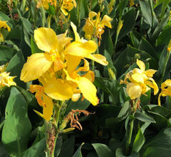 Yellow Canna/Cana Lily Tropical Brightness for Your Garden