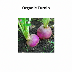 Buy Organic Turnip Seeds (Shaljam) Winter Vegetable for Pakistan