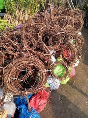 NARC Black Grapes Plant 3 Years Old  Fruiting Seeded Vine Grown in Pakistan