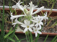 Single Petal Tube Rose (1 bulb)