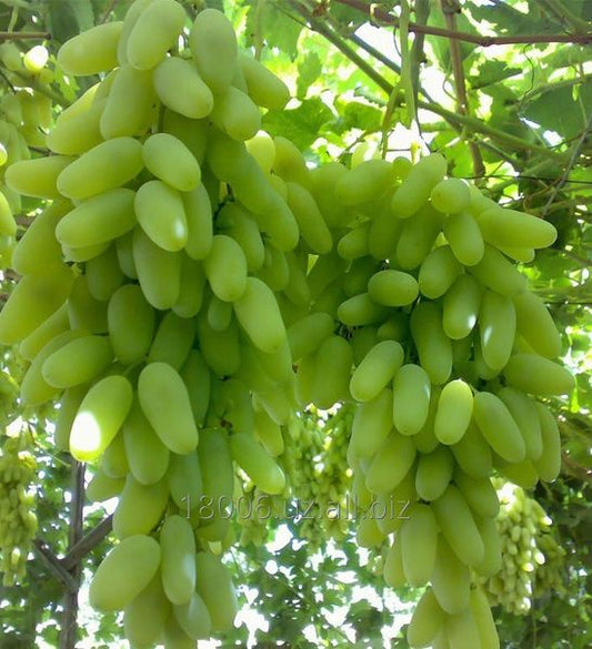 Sultania C Grapes  3-Year Grafted Plant, Ready to Fruit