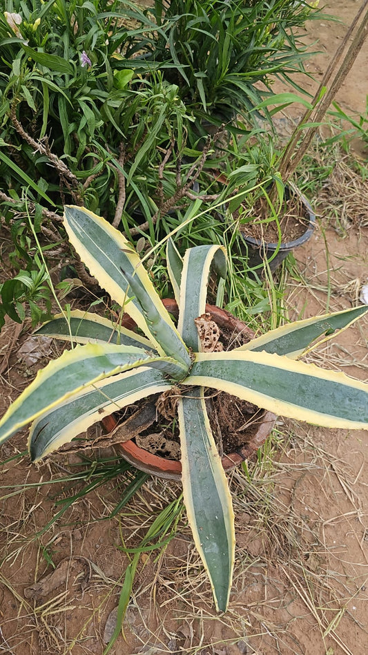 Variegated Aloe Vera  Unique Medicinal & Decorative Succulent