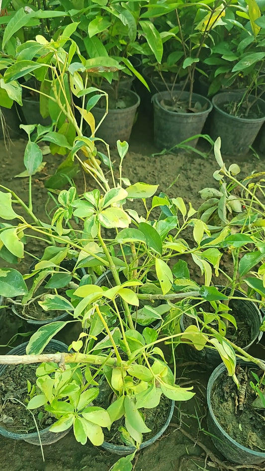Schefflera  Elegant Umbrella Plant for Home & Garden