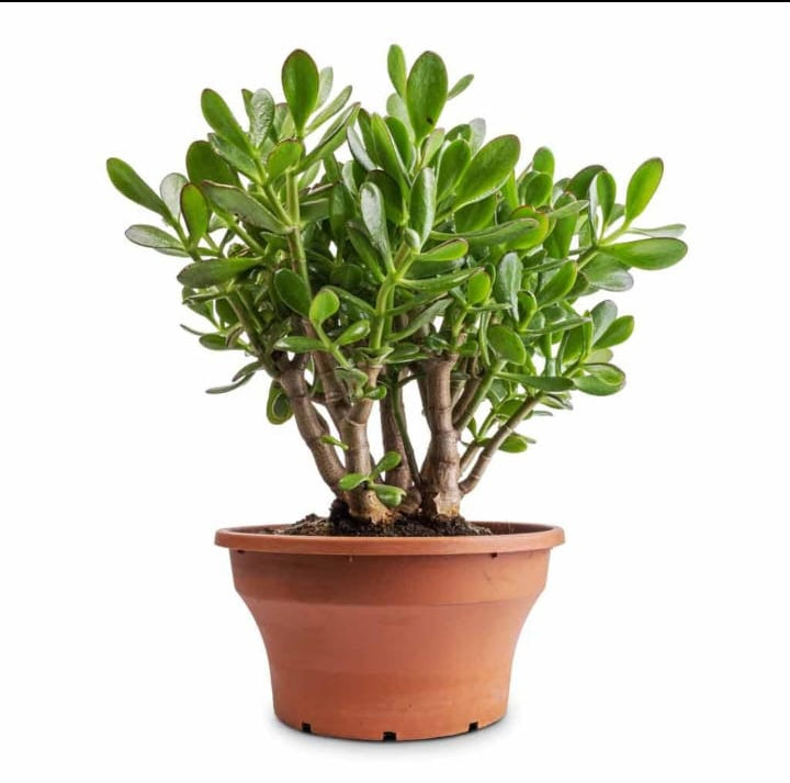 Crassula Ovata Succulent – Premium Jade Plant (Money Plant)