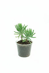 Chalk Stick Succulent – Premium Blue Ornamental Succulent