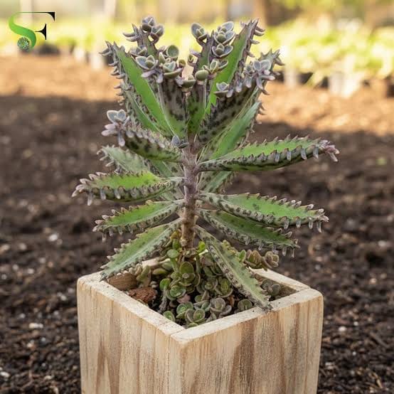 Mother of Millions Plant – Premium Live-Bearing Succulent