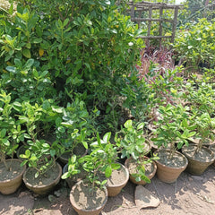 Kronda Fruit Plant – Premium Karonda Fruit Plant (Carissa carandas)