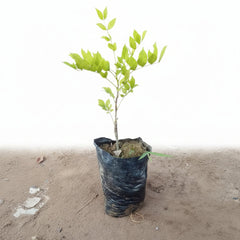 Wisteria Vine Small Plant (Wasteria Bail) | Elegant Flowering Climber
