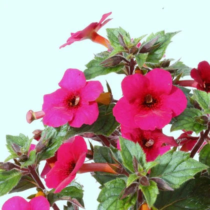 Achimenes Mix Color (Hot Water Plant)  Colorful Summer Blooming Rhizomes
