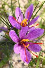 Afghani Saffron Bulb  Premium Spice & Beautiful Blooms