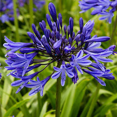 Imported Agapanthus Blue  Exotic Summer Blooms