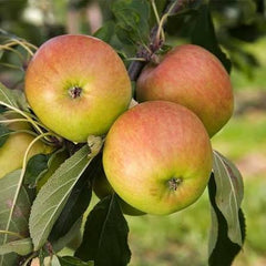 Amri Apple Plant  Grafted, 2 Years Old, Premium Variety