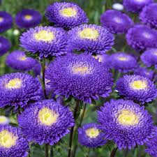 Aster Paeony Dark Blue Seeds in Pakistan  Large Seasonal Blooming Flowers