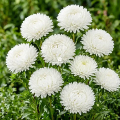 Aster Princess White Seeds in Pakistan  Elegant Seasonal White Flowering Plants