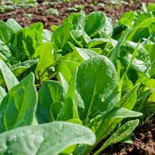 Baby Spinach Hybrid Seeds in Pakistan  Fast-Growing Leafy Vegetable Seeds