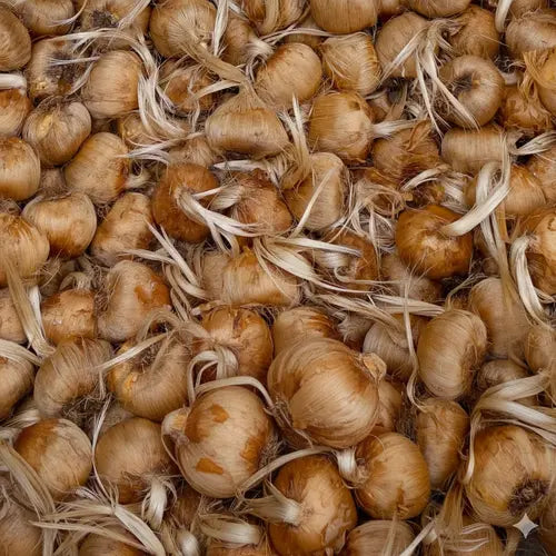 Irani Saffron Bulbs 5 KG  Premium Bulk Buy for Businesses & Export