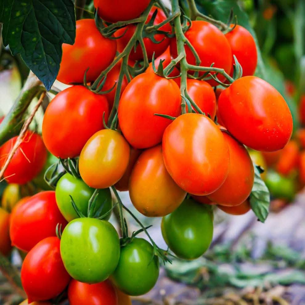 Buy Organic Bonsai Tomato Plant Online in Pakistan | Miniature Chemical-Free