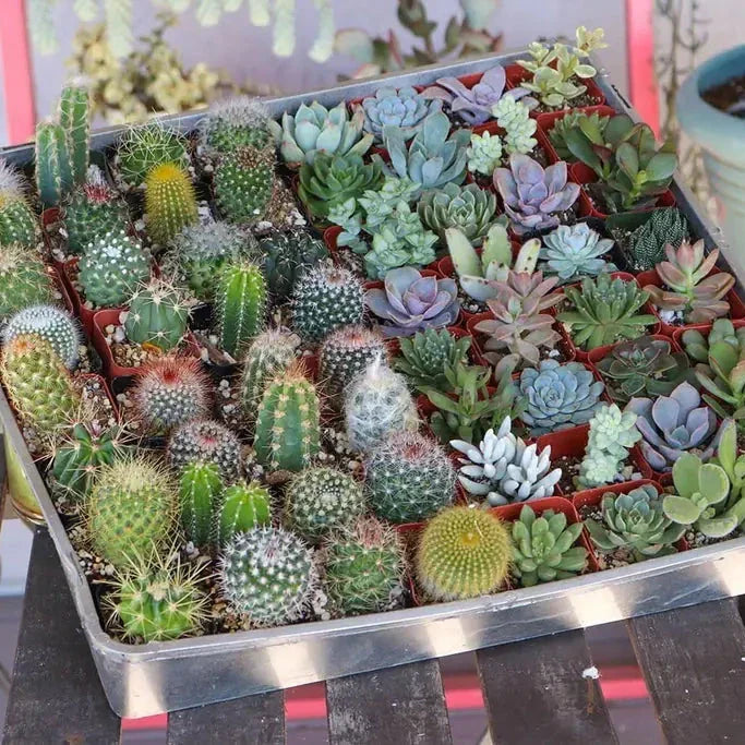 Cactus Mixed Seeds – Assorted Succulent Collection