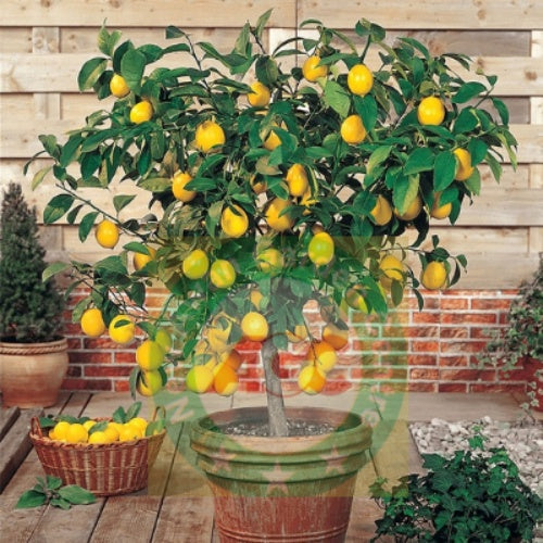 China Lemon Plant with Fruit  Fresh, Healthy & Ready to Grow