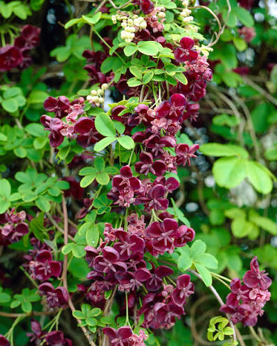 Chocolate Vine Plant (Akebia quinata)  Fragrant Flowering Climber for Home & Garden