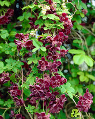 Chocolate Vine Plant (Akebia quinata)  Fragrant Flowering Climber for Home & Garden