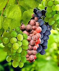 Condal Grapes Plant  2 Years Old Grafted Vine