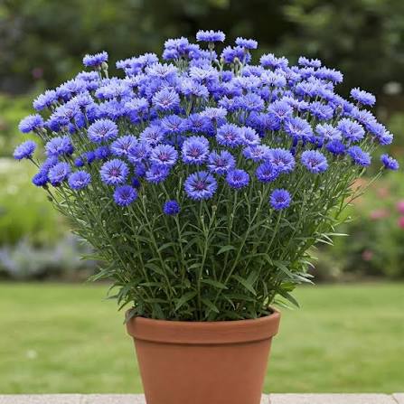 Cornflower Seeds in Pakistan  Classic Seasonal Blue Flowering Plants