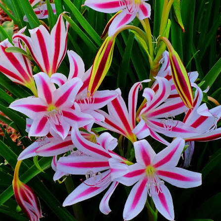 Crinum/Crinium Bulb Milky White & Pink Hardy & Fragrant Blooming Plant