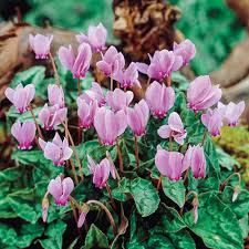 Cyclamen-8 different shades (1 Bulb)